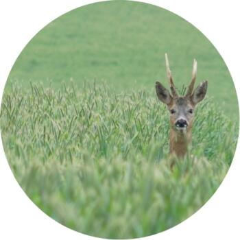 deer-in-field